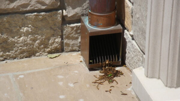 Autoclean Rainwater Pipe Leaf and Debris divertor - Image 6